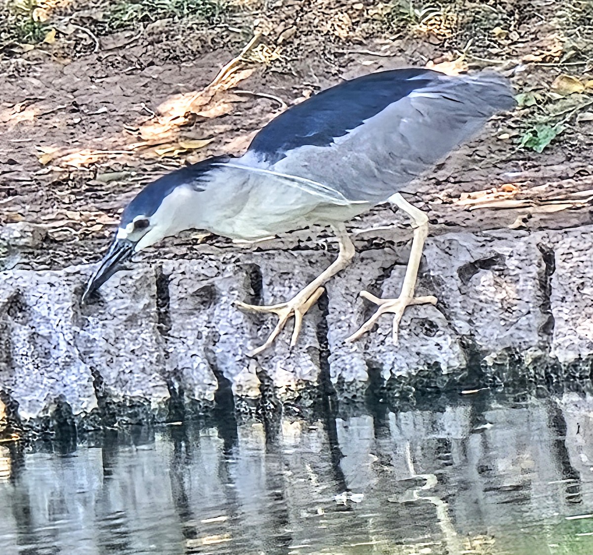 Black-crowned Night Heron - ML638932531