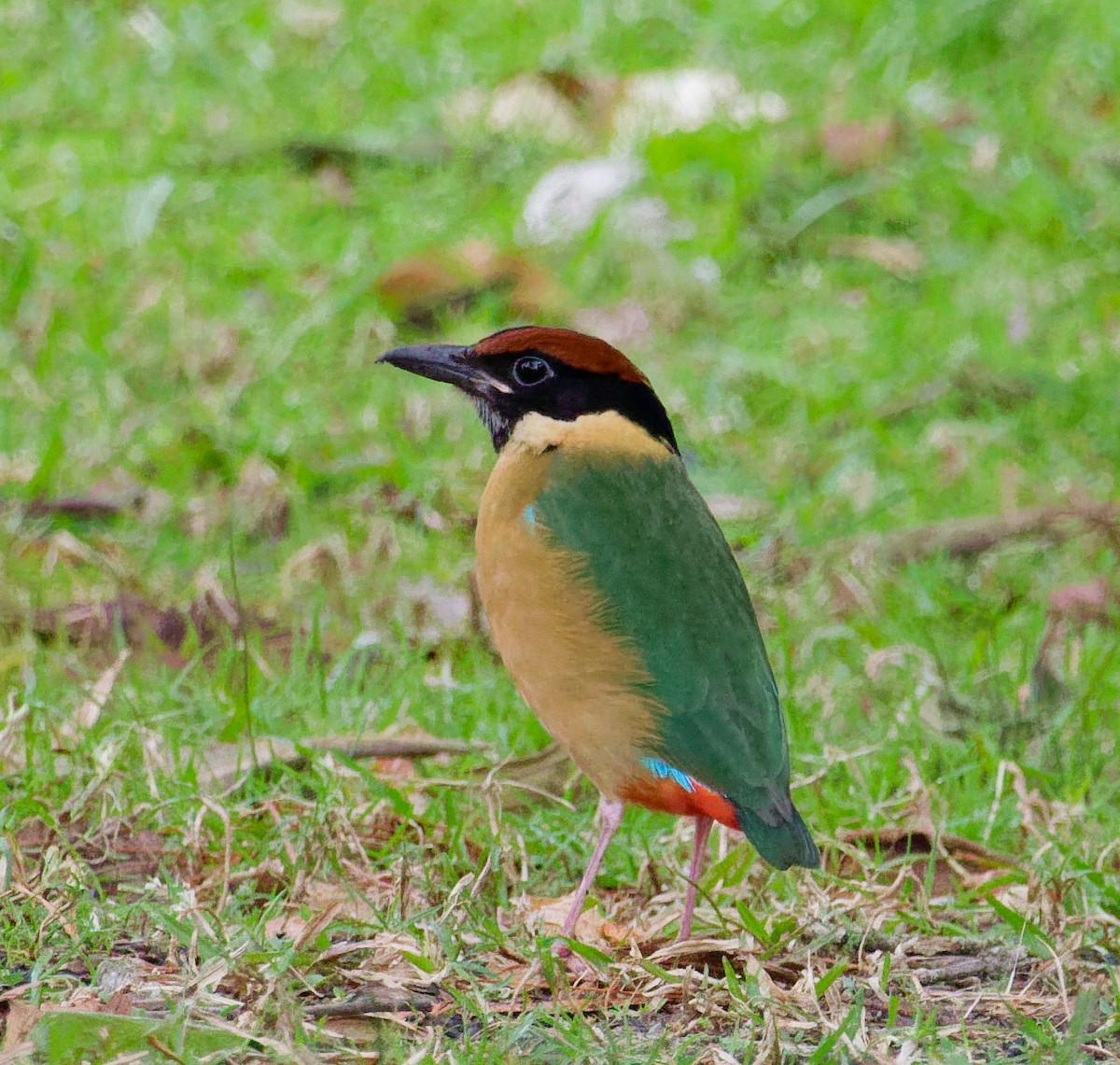 Noisy Pitta - ML638932533