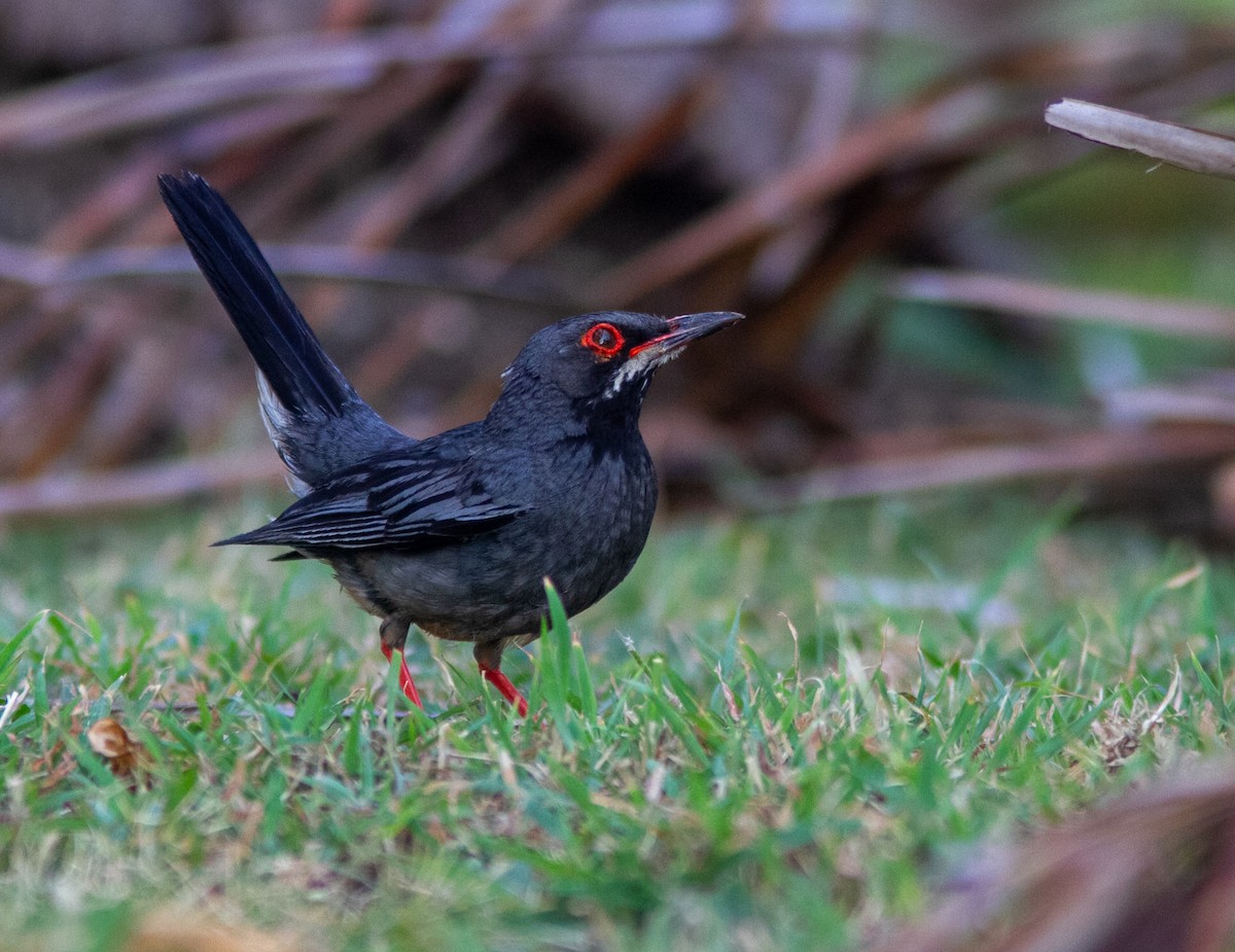 Red-legged Thrush (Cuban) - ML638932542