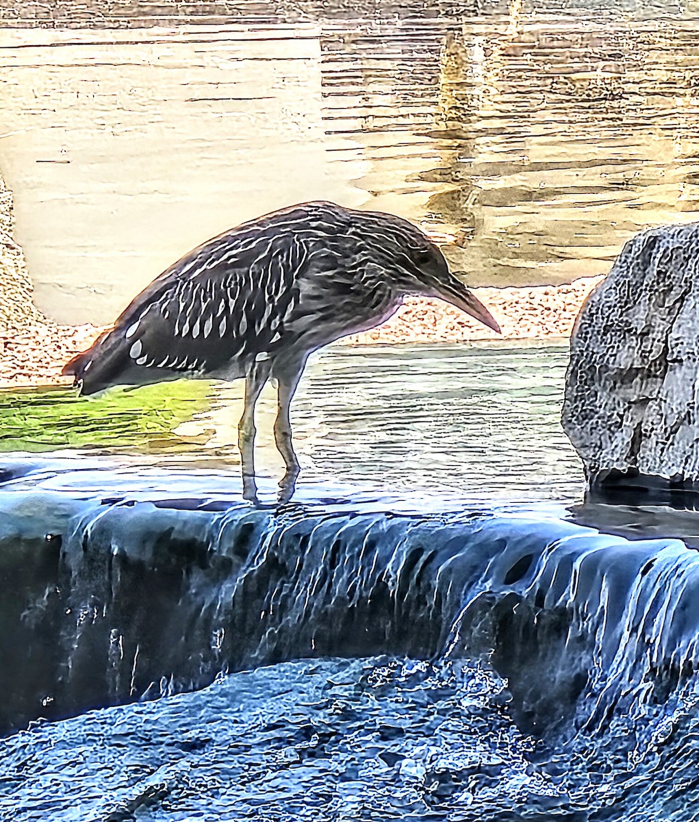 Black-crowned Night Heron - ML638932558