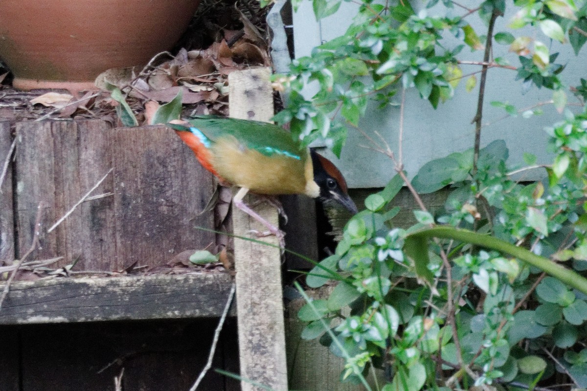 Noisy Pitta - ML638932609