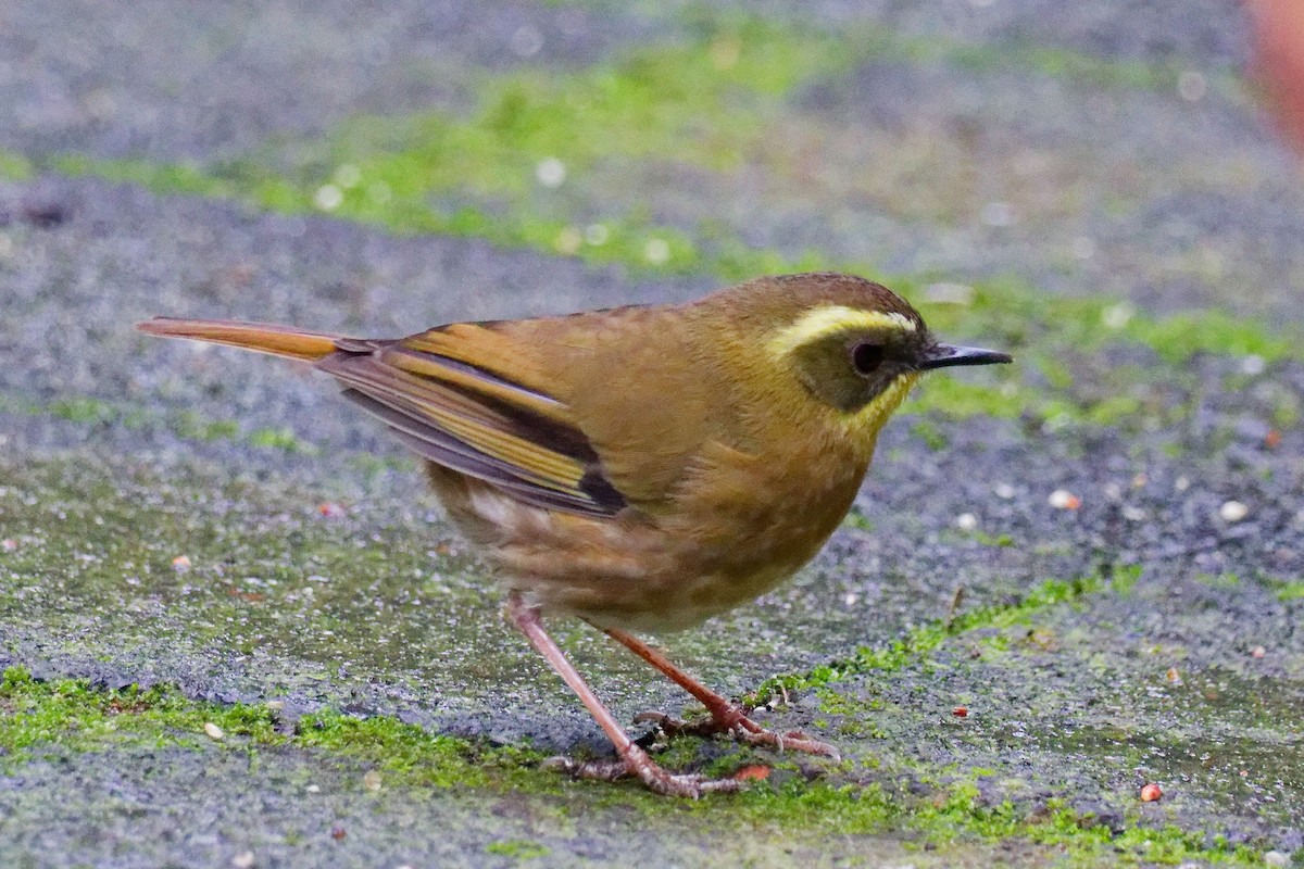 Yellow-throated Scrubwren - ML638932625