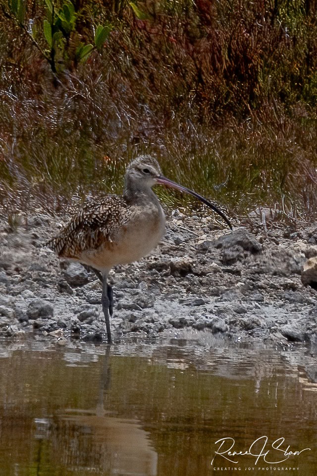 Long-billed Curlew - ML638932675