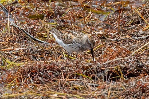 Alaska Kumkuşu - ML638932700