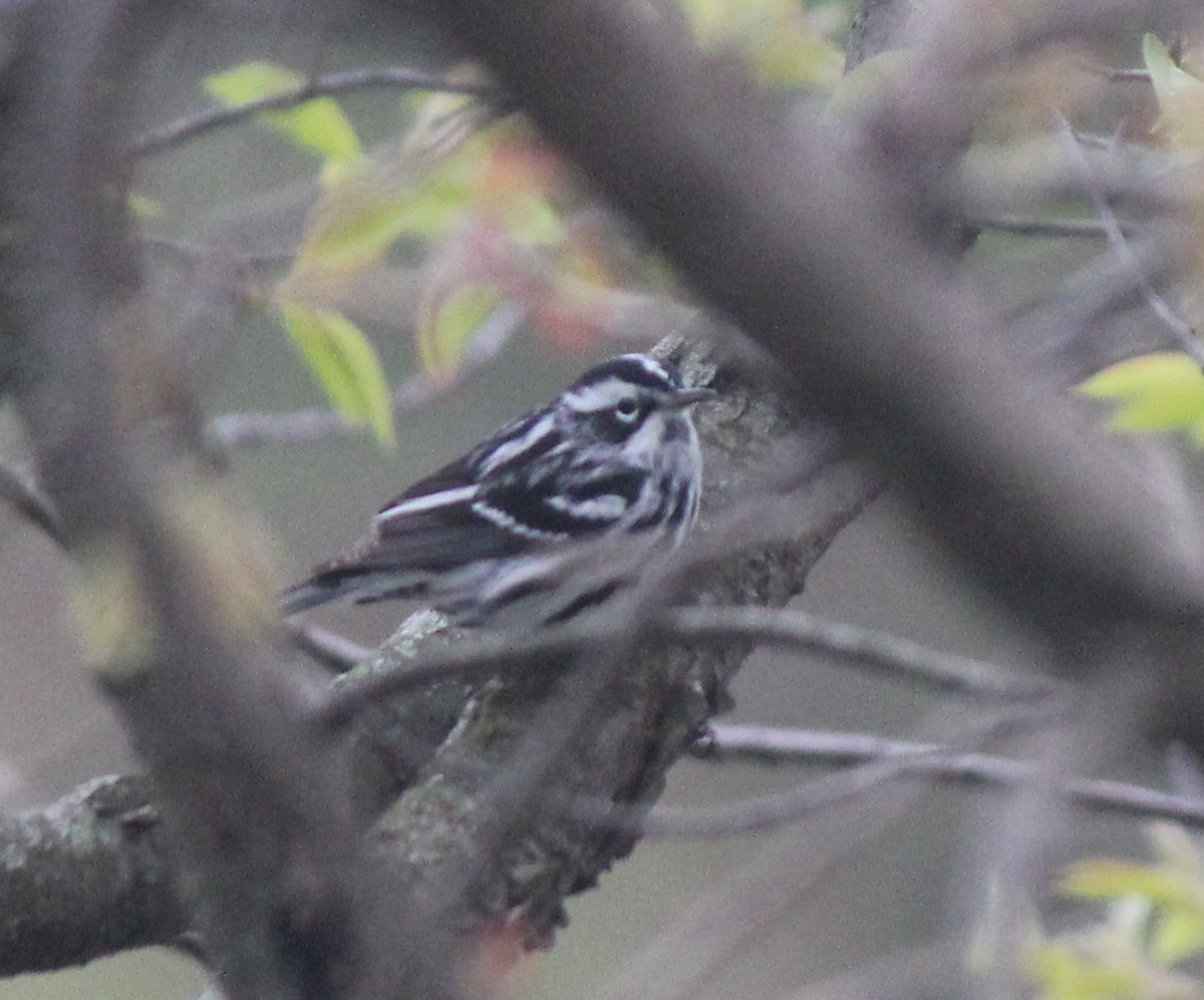 Black-and-white Warbler - ML63893281