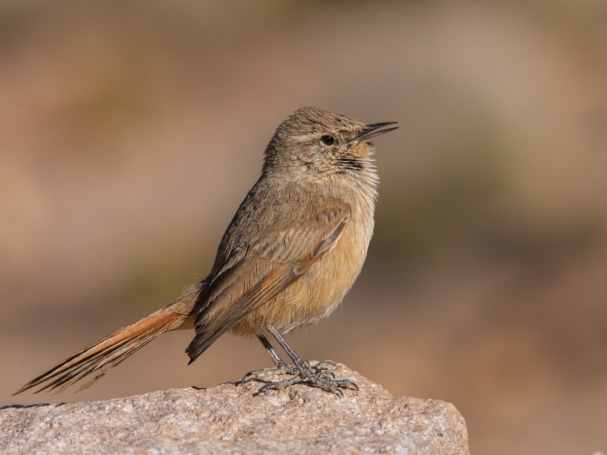Cordilleran Canastero - ML638932854