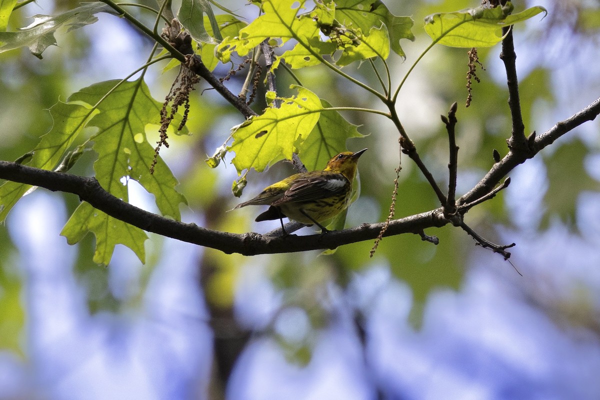 Cape May Warbler - ML638932875