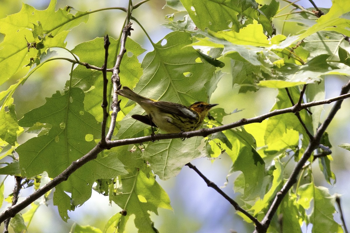 Cape May Warbler - ML638932876