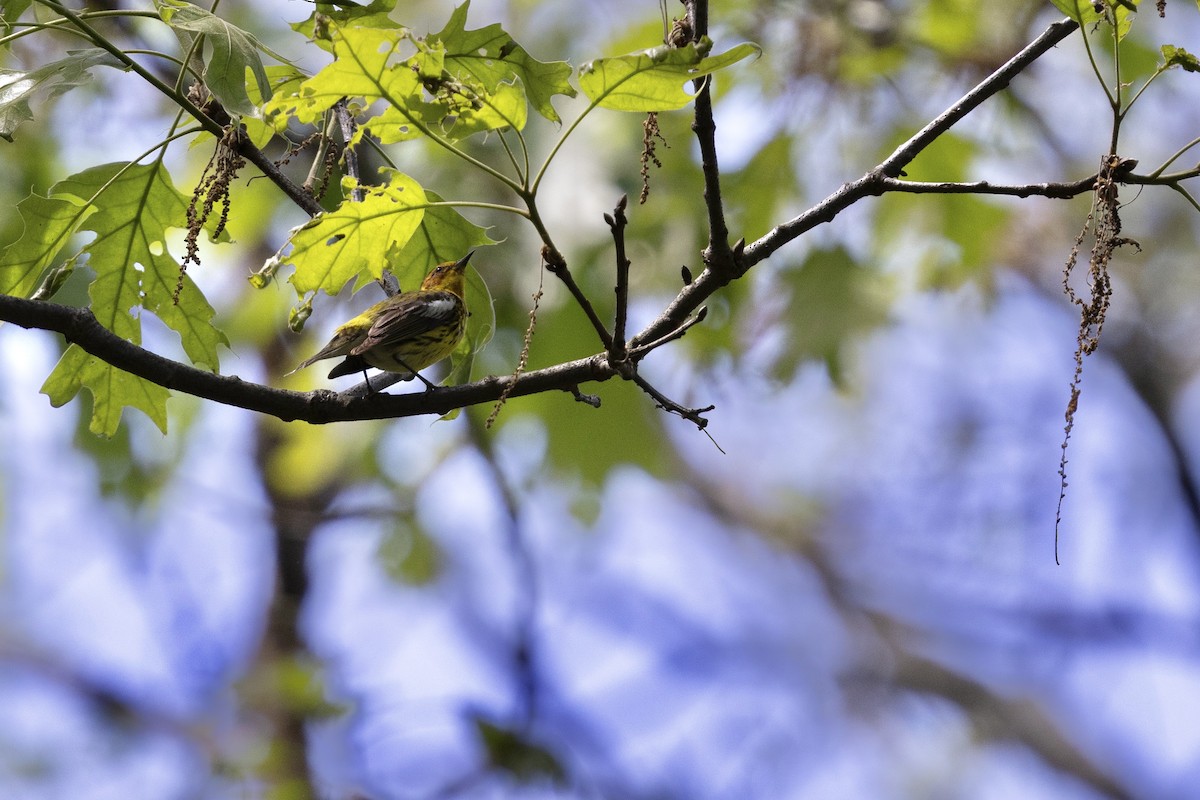 Cape May Warbler - ML638932877