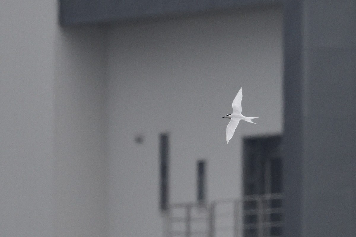 Black-naped Tern - ML638932880
