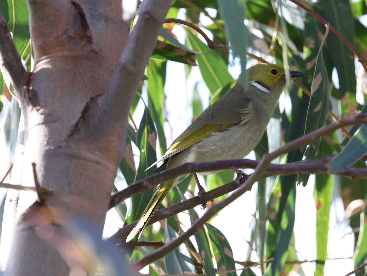 White-plumed Honeyeater - ML638932897