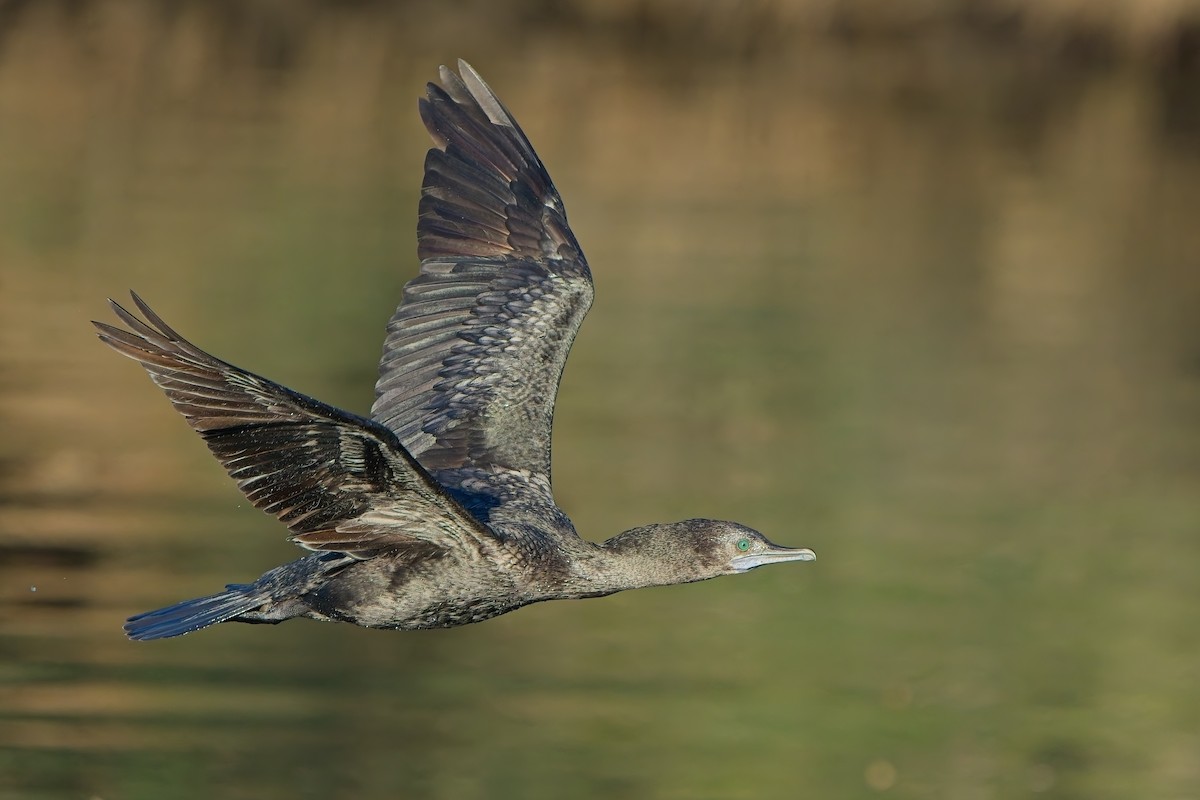 Little Black Cormorant - ML638932916