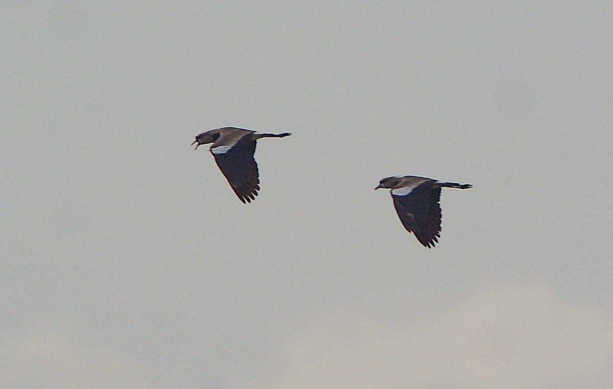 Southern Lapwing - ML638932928