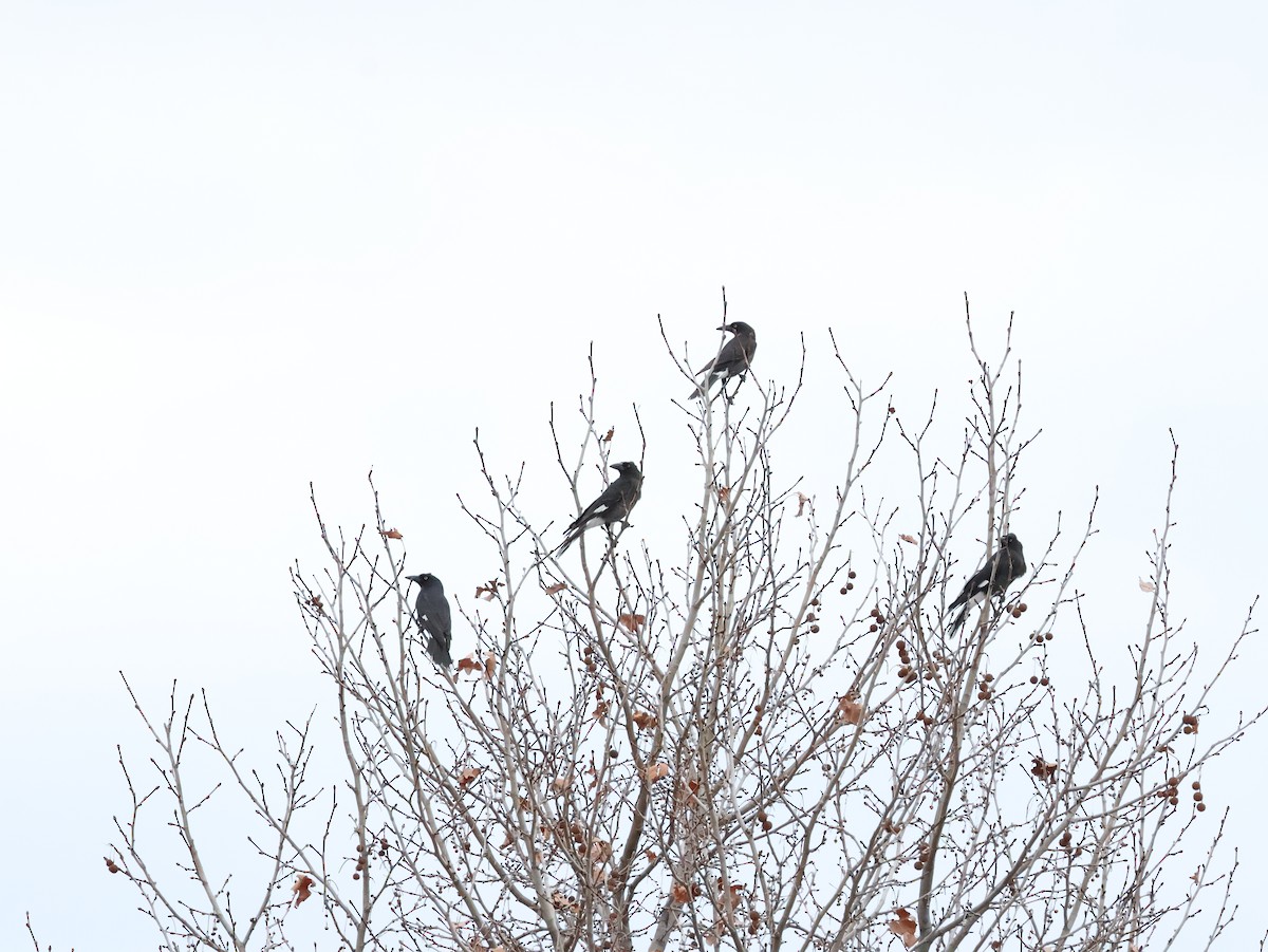 Pied Currawong - ML638932939