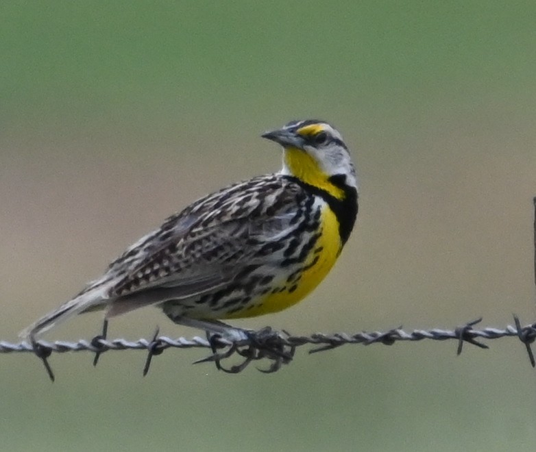 Eastern Meadowlark - ML638932990