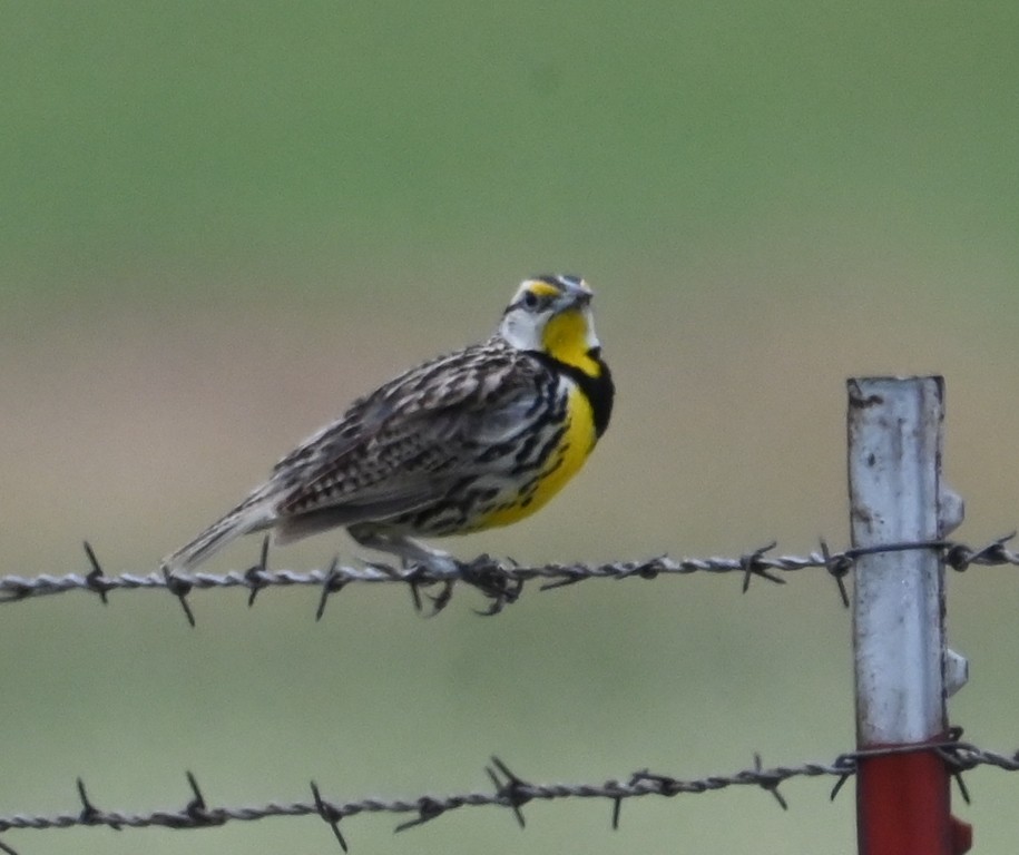 Eastern Meadowlark - ML638932991