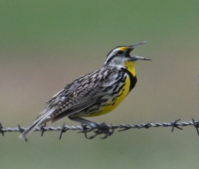 Eastern Meadowlark - ML638932992
