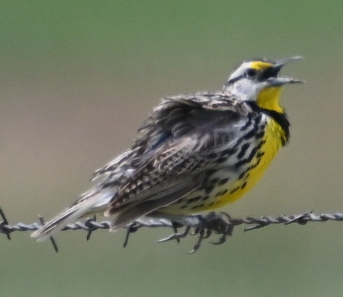 Eastern Meadowlark - ML638932993