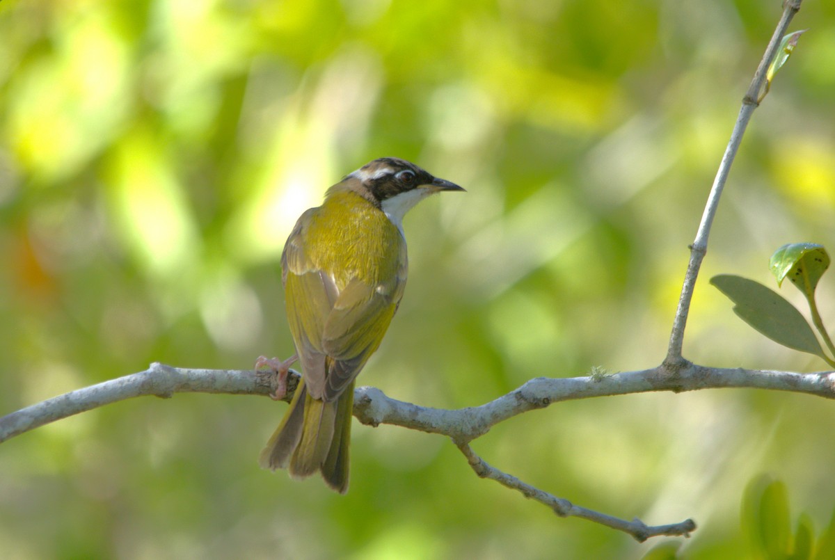 White-throated Honeyeater - ML638933026