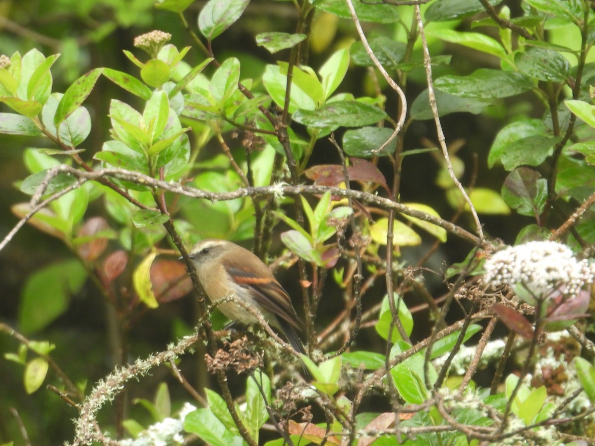 Brown-backed Chat-Tyrant - ML638933030