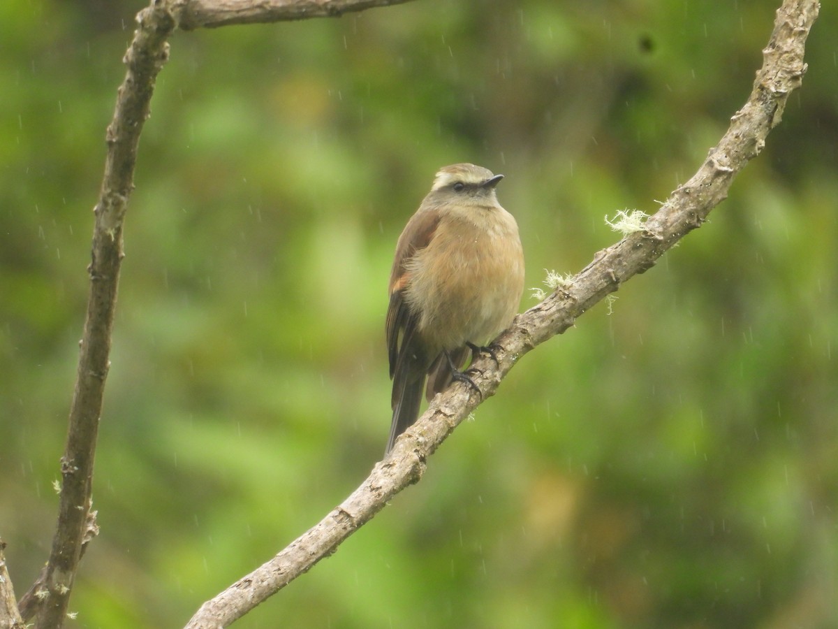 Brown-backed Chat-Tyrant - ML638933046