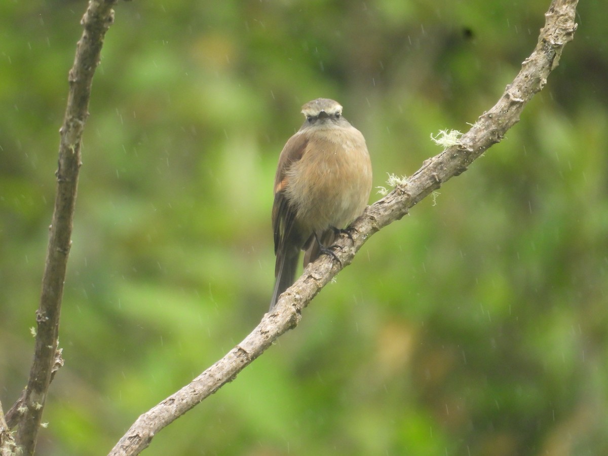 Brown-backed Chat-Tyrant - ML638933047