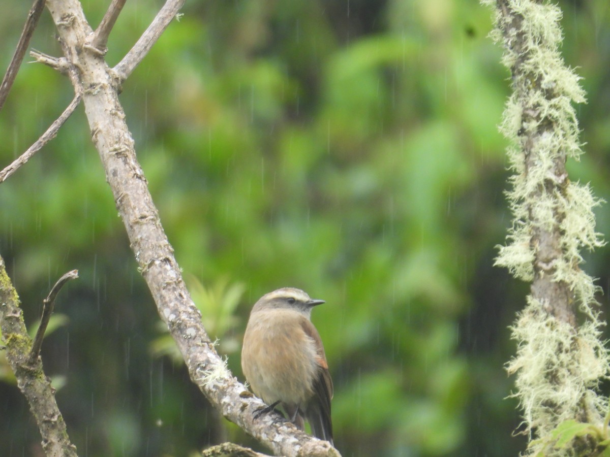 Brown-backed Chat-Tyrant - ML638933048