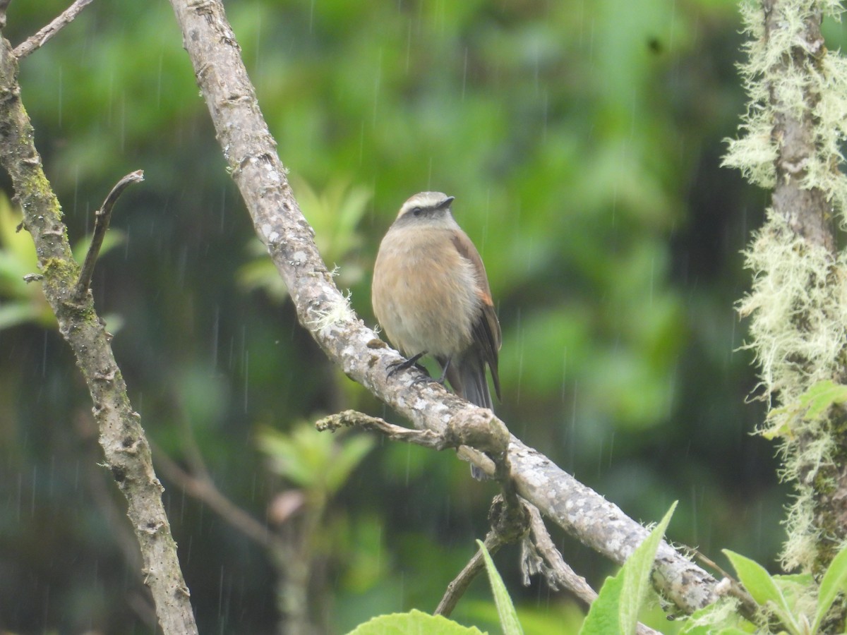 Brown-backed Chat-Tyrant - ML638933049