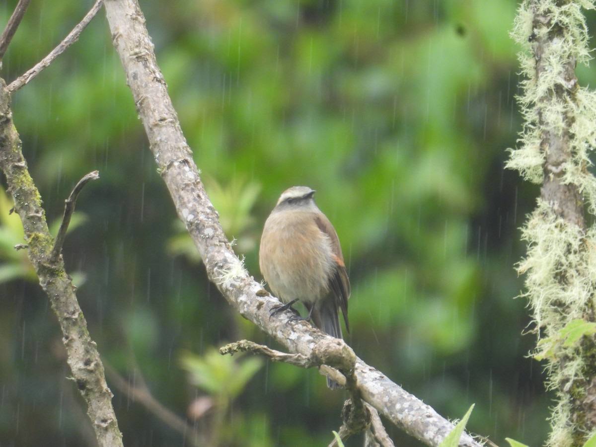 Brown-backed Chat-Tyrant - ML638933050