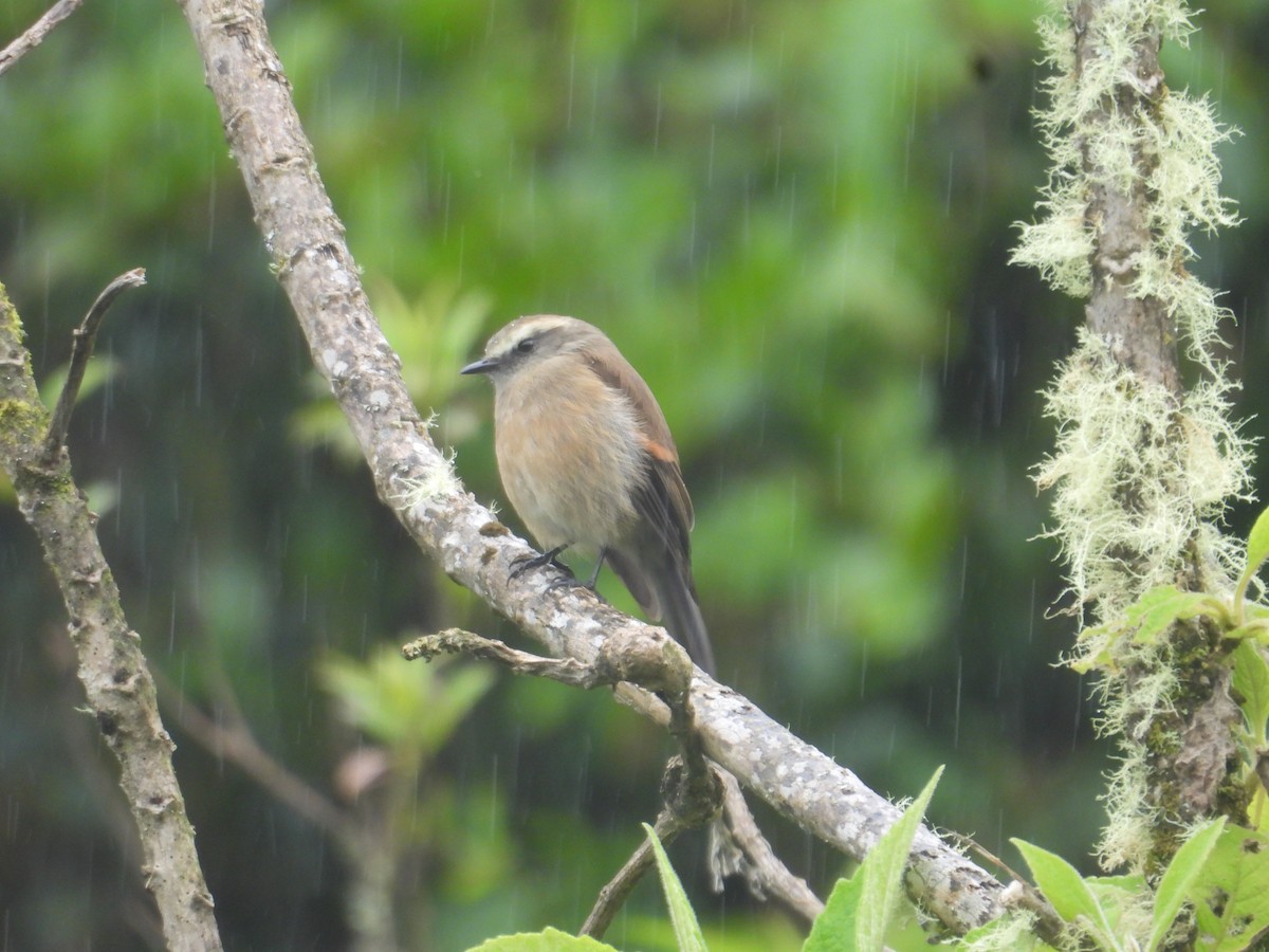 Brown-backed Chat-Tyrant - ML638933051