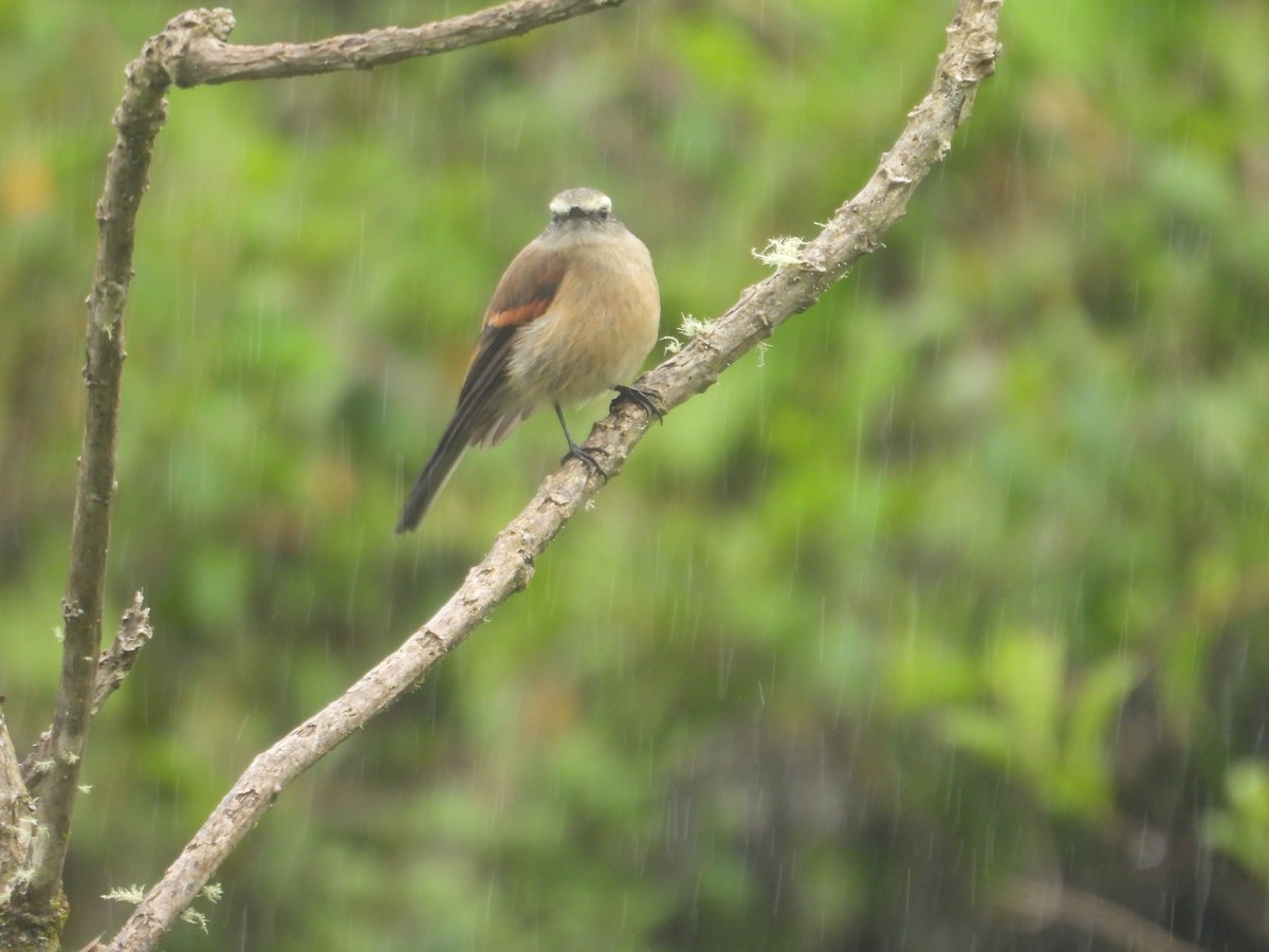 Brown-backed Chat-Tyrant - ML638933054