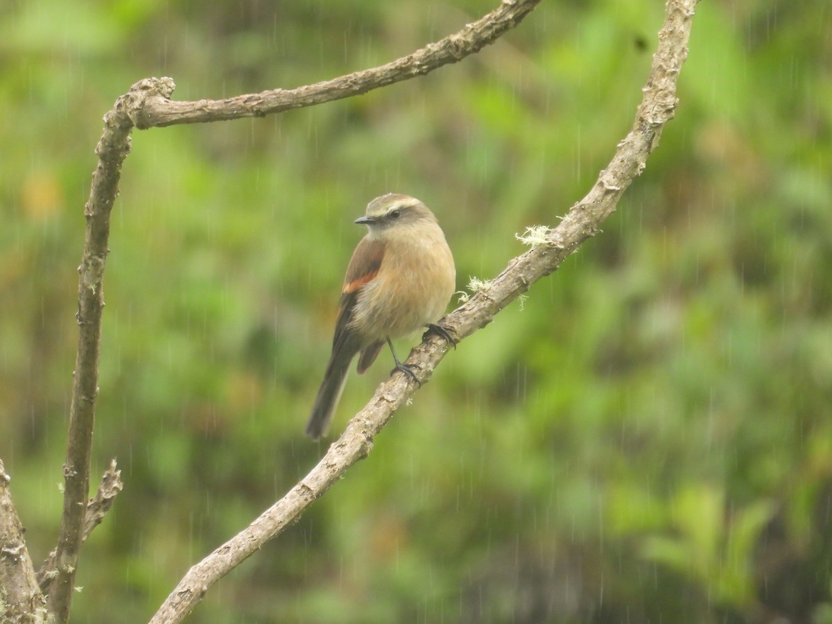 Brown-backed Chat-Tyrant - ML638933055