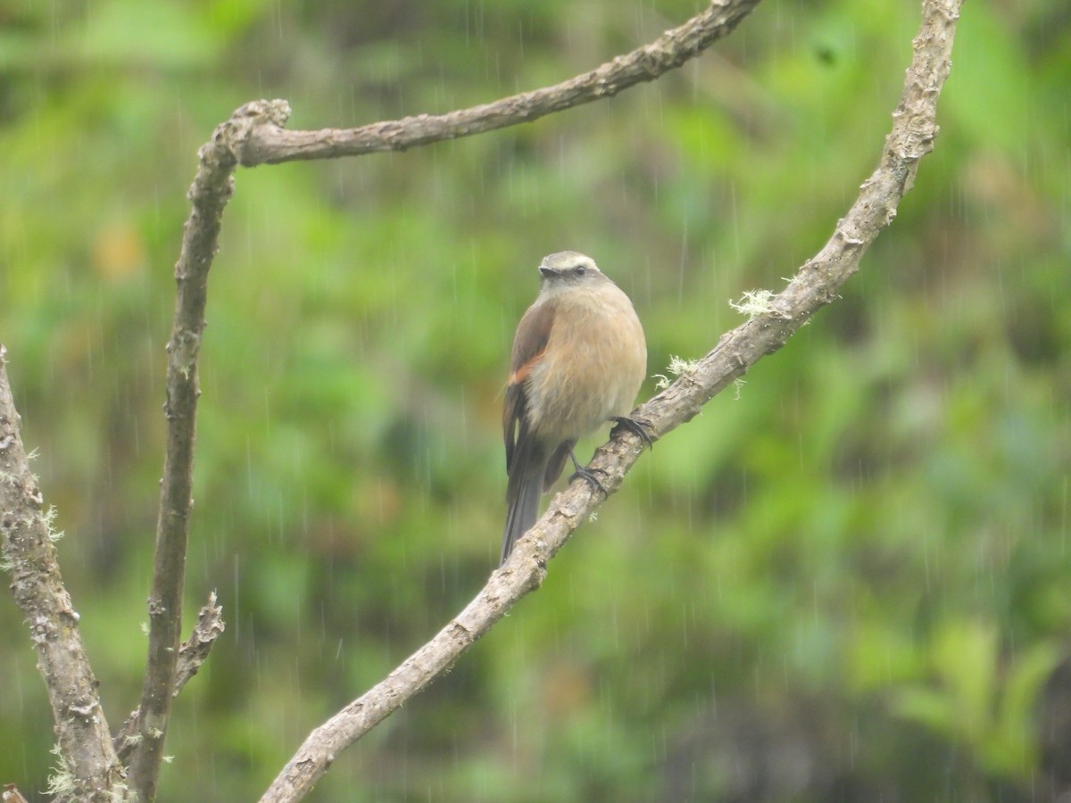 Brown-backed Chat-Tyrant - ML638933057