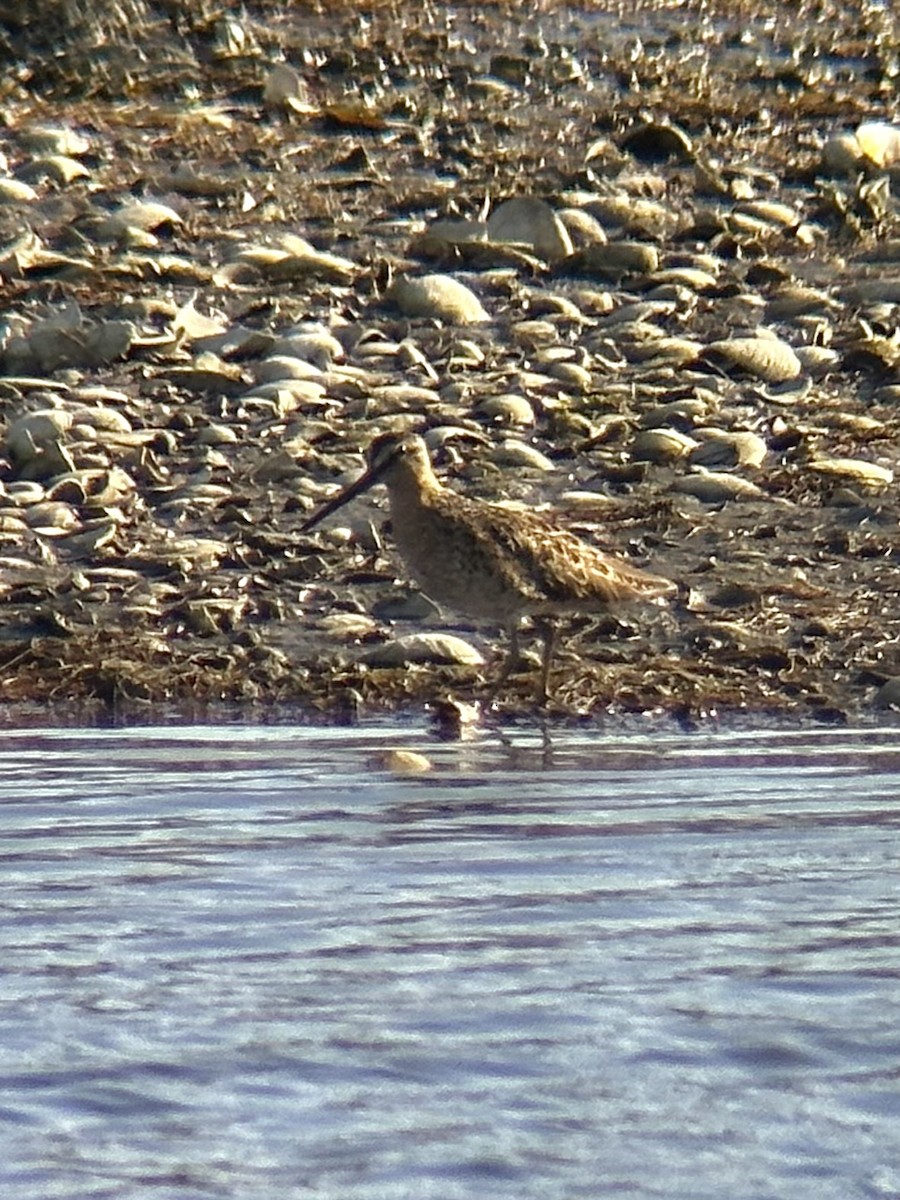 Short-billed Dowitcher - ML638933072
