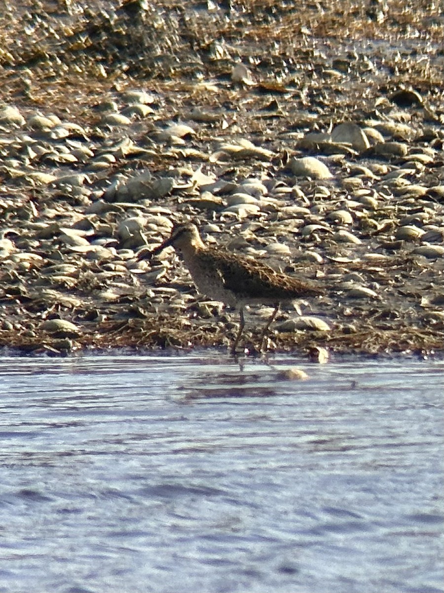 Short-billed Dowitcher - ML638933075