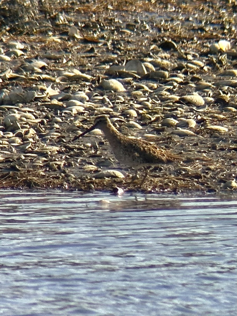 Short-billed Dowitcher - ML638933076
