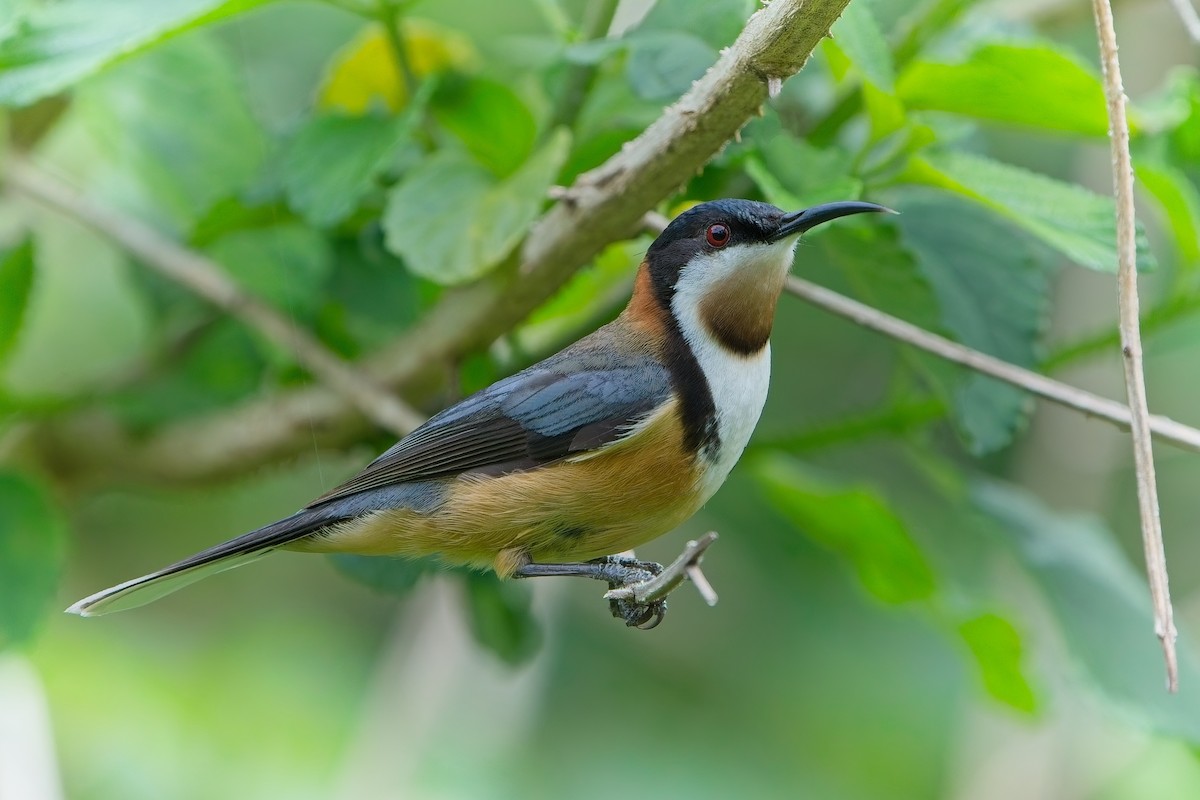 Eastern Spinebill - ML638933096