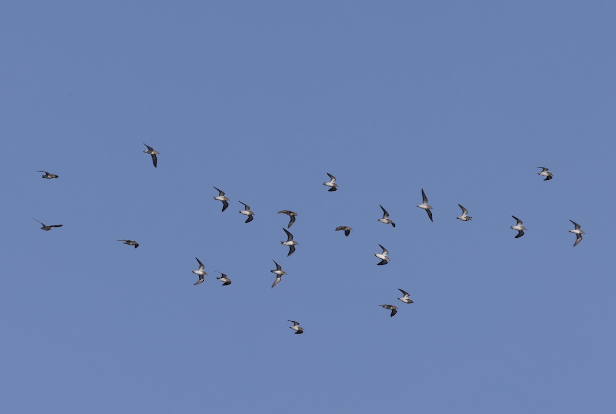 Least Sandpiper - ML638933109