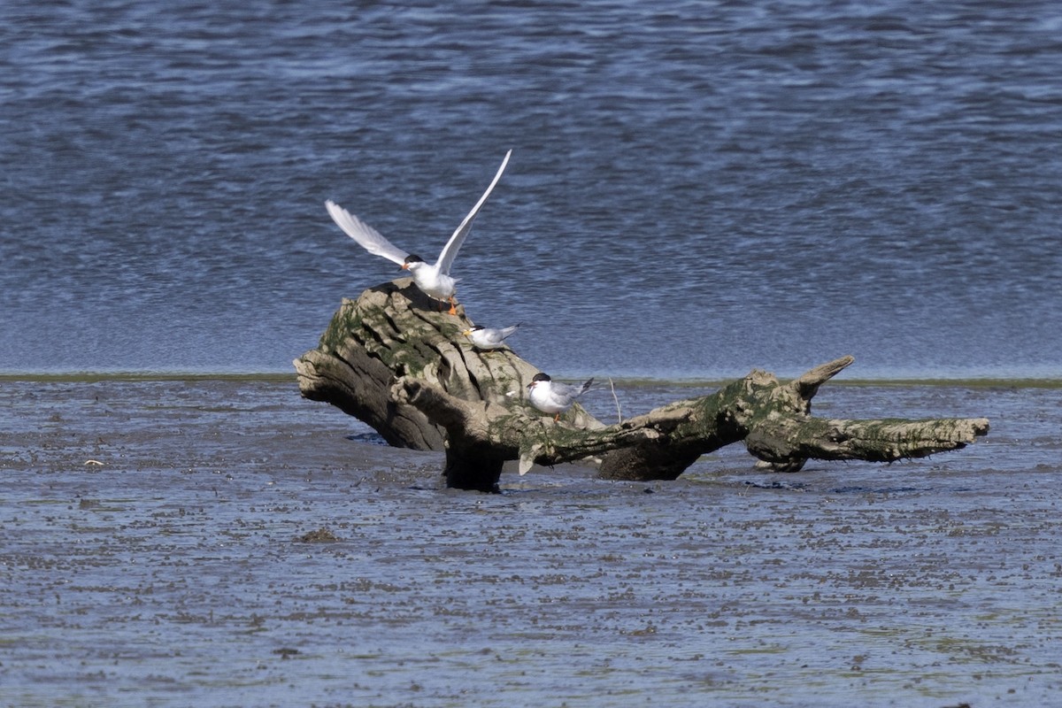 Least Tern - ML638933112