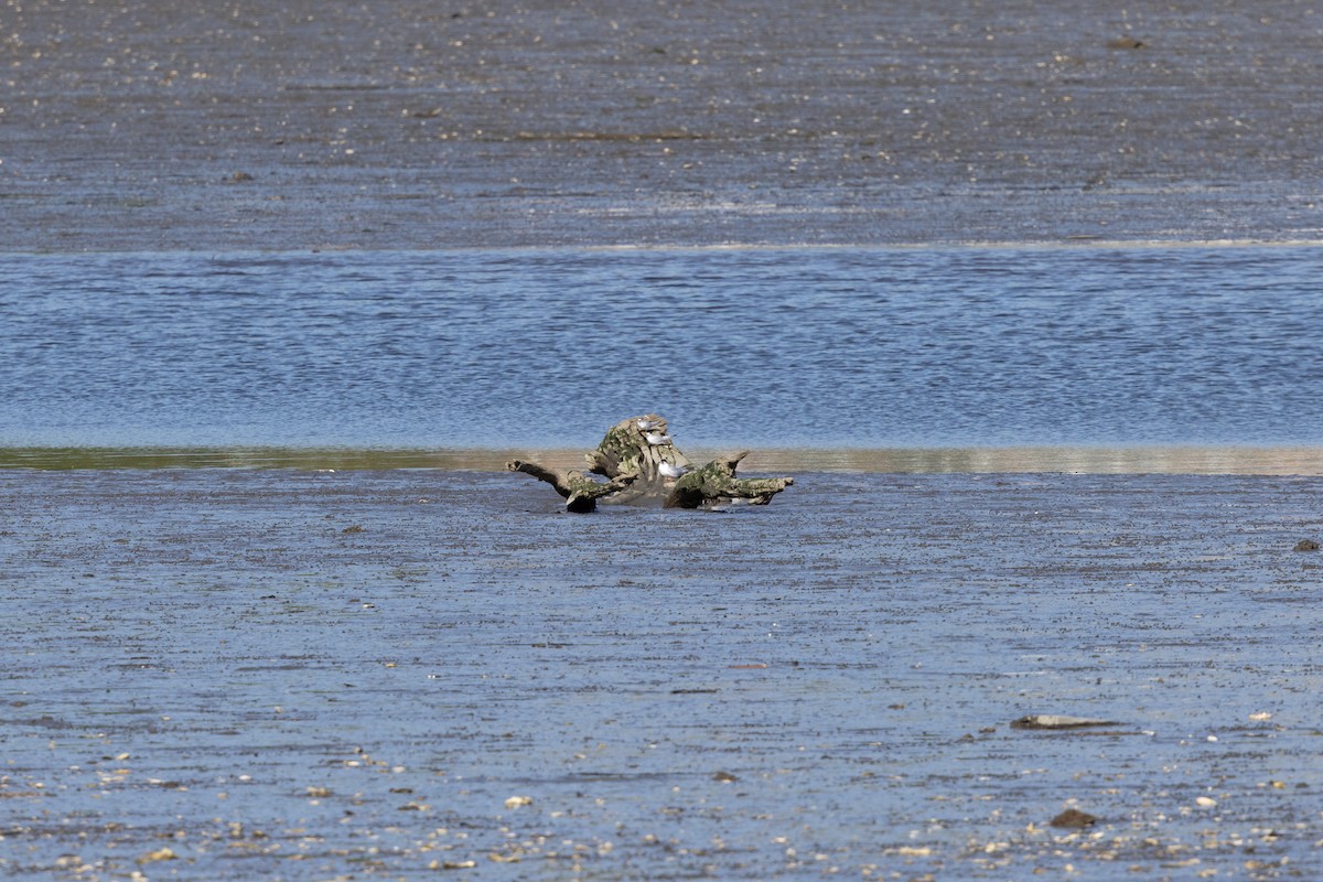 Least Tern - ML638933113