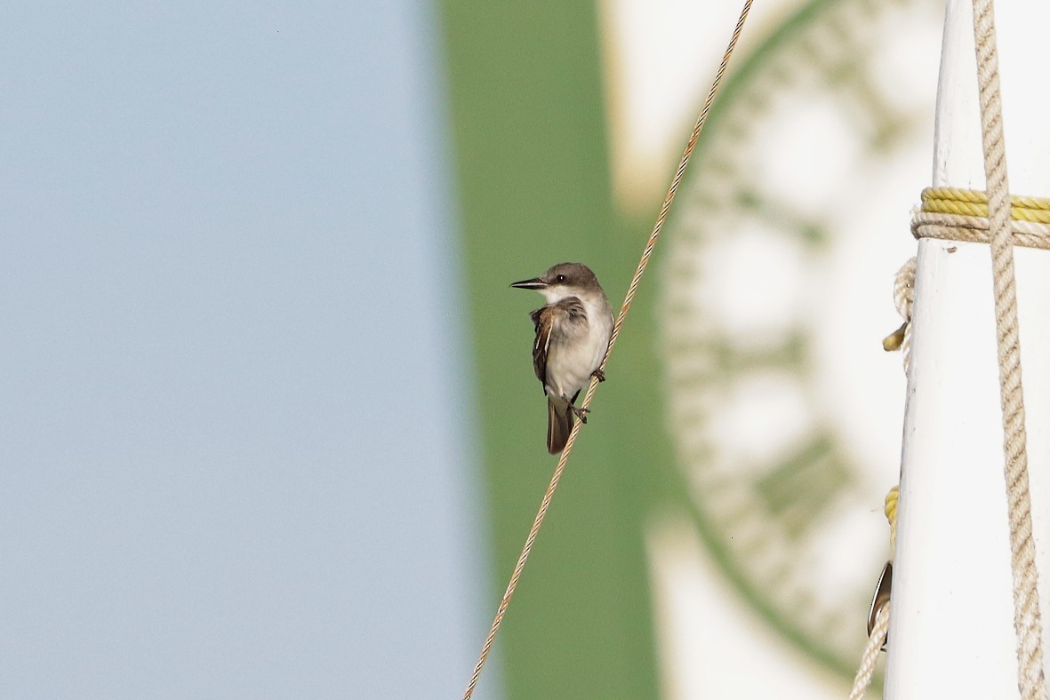 Gray Kingbird - ML638933140