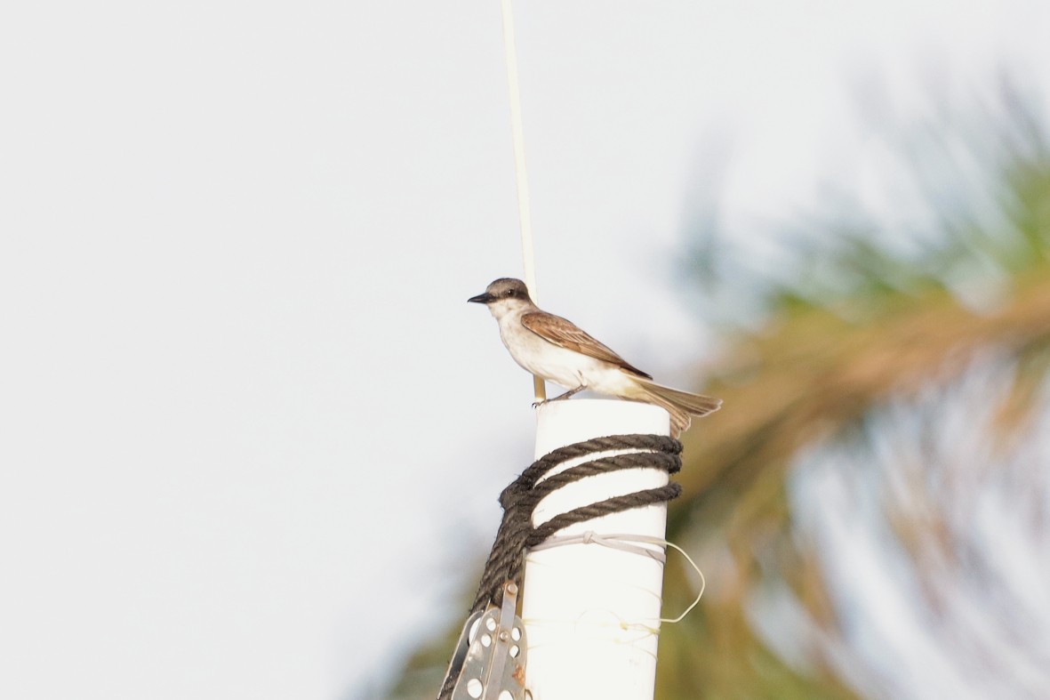 Gray Kingbird - ML638933141