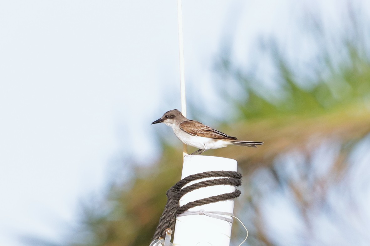 Gray Kingbird - ML638933142