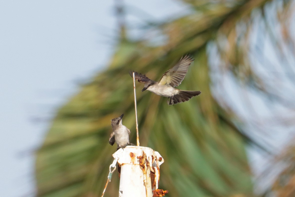Gray Kingbird - ML638933143