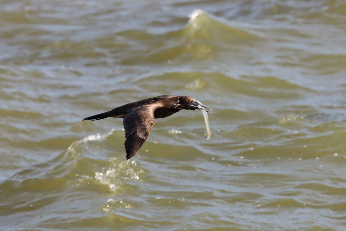 Brown Booby - ML638933150