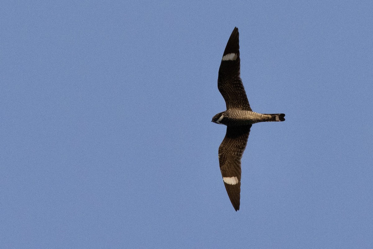 Common Nighthawk - ML638933151