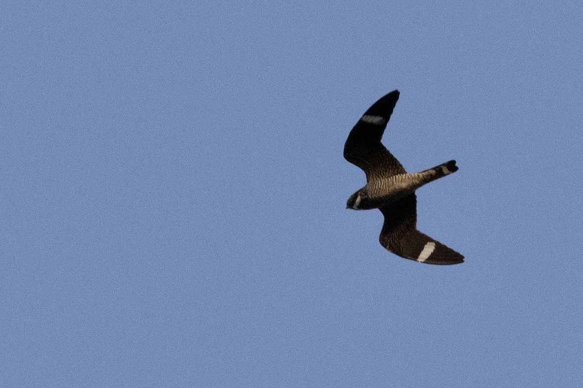 Common Nighthawk - ML638933152