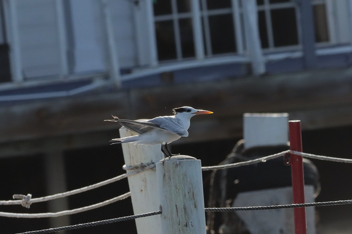 Royal Tern - ML638933158