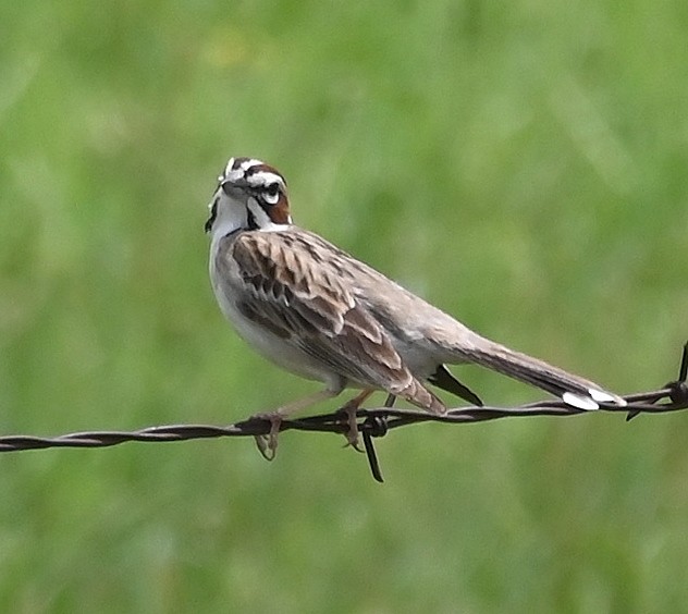 strnádka travní - ML638933214