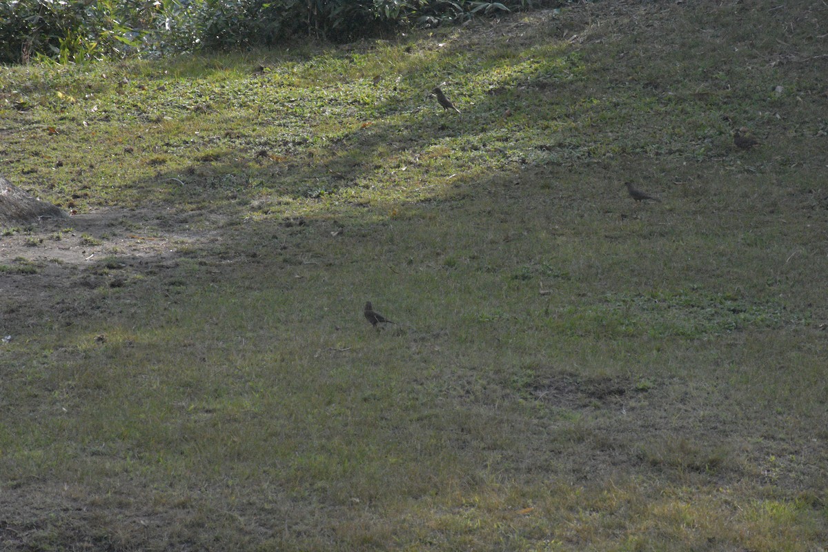 Chiguanco Thrush - ML638933217